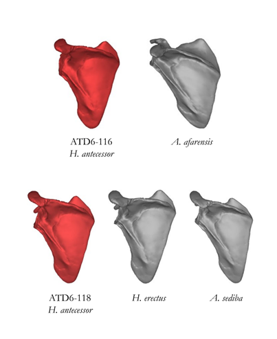 Comparación de la reconstrucción virtual de las escápulas de H. antecessor (rojo) con las de otras especies de homínidos fósiles (gris), donde se observa la similitud en la forma de todas ellas. Fuente: CENIEH