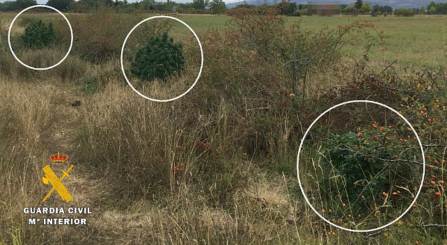 Investigado por cultivar tres plantas de marihuana en Las Merindades