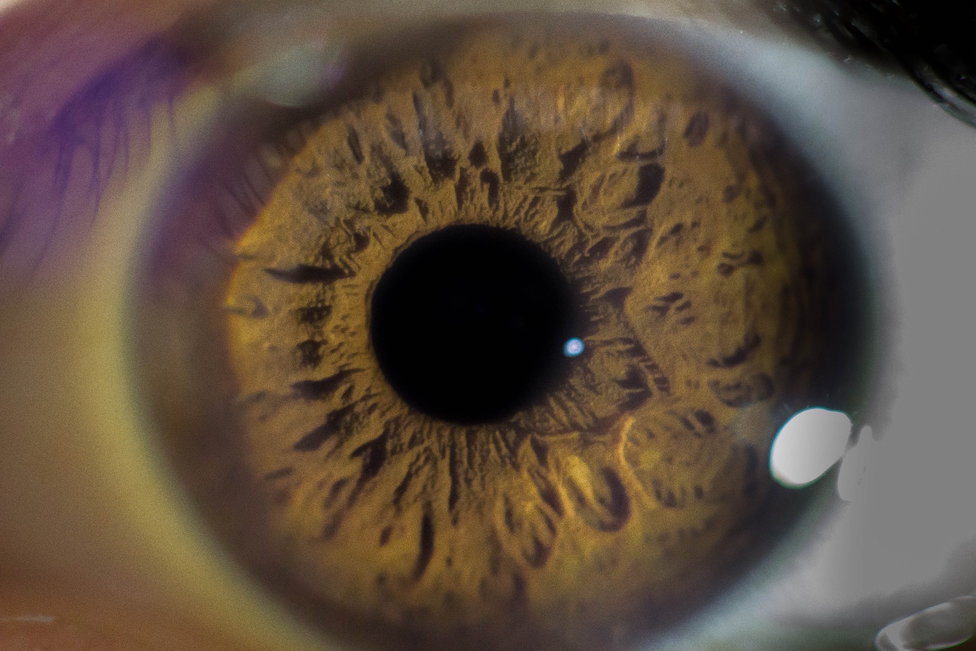 globo-ocular-macro-ojo-pupila