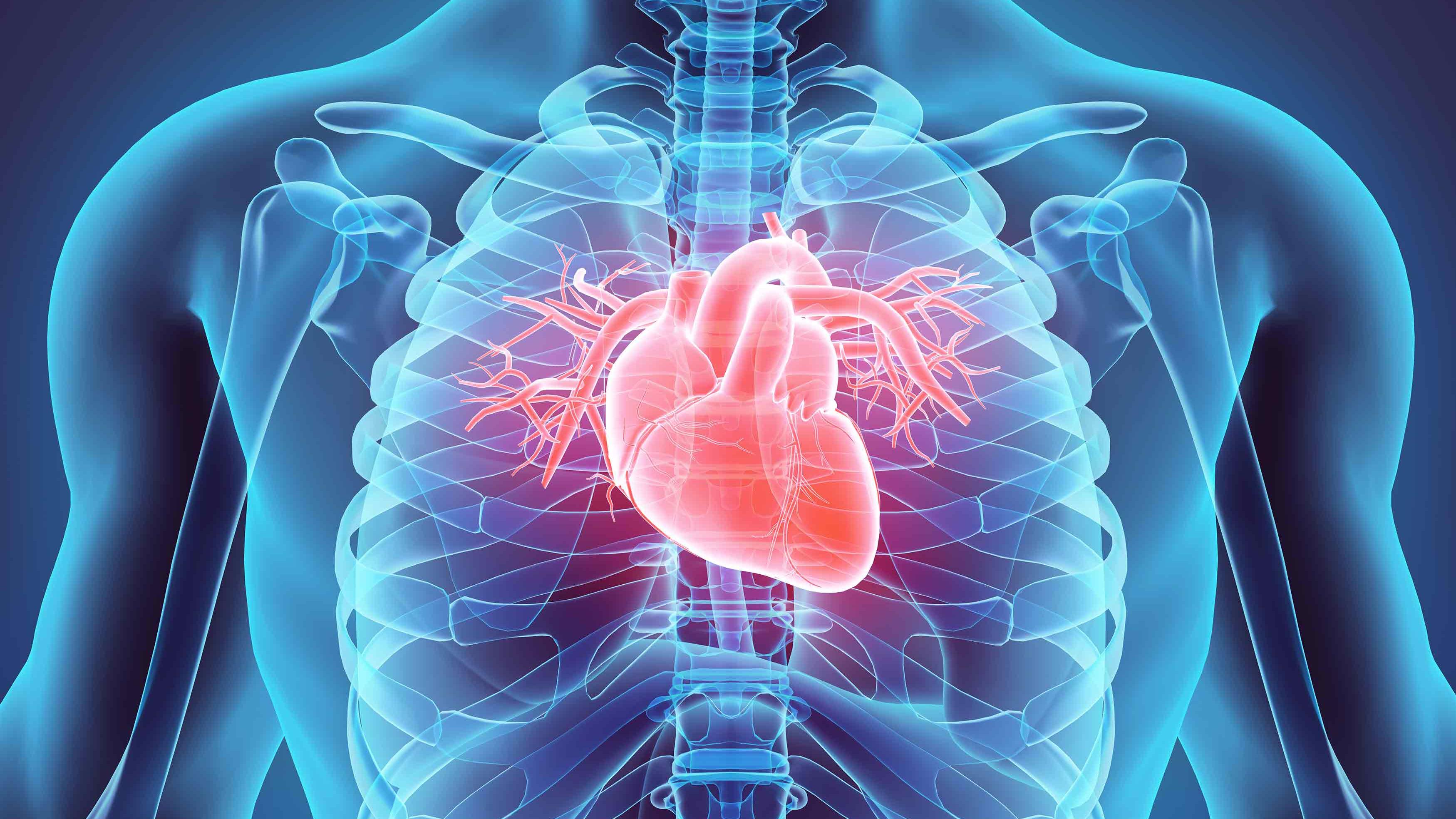 corazon-cardiovascular