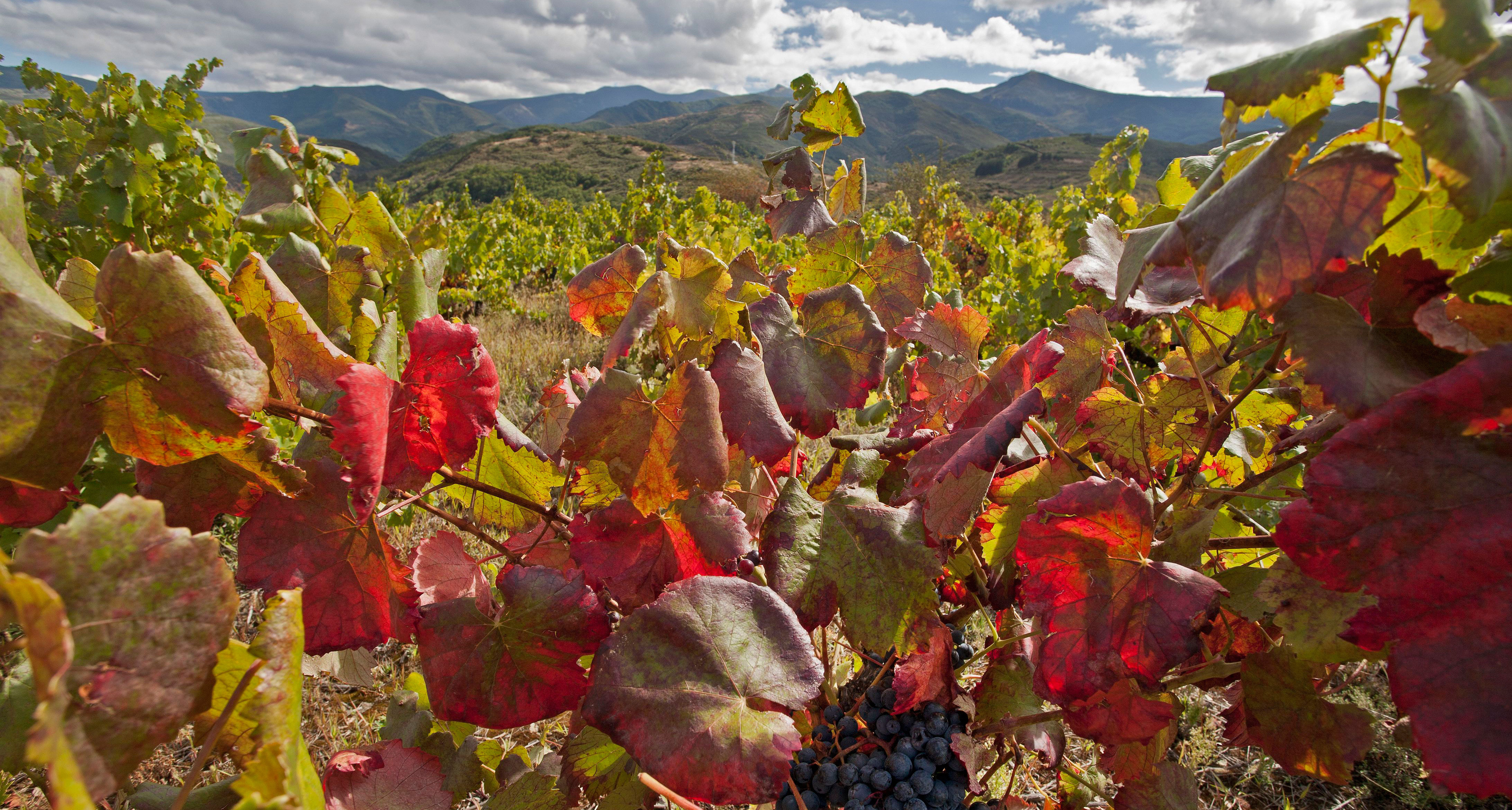 El Bierzo
