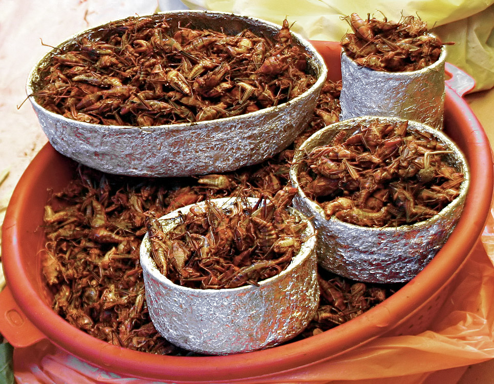 Chapulines-mexico