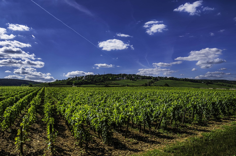vinedo