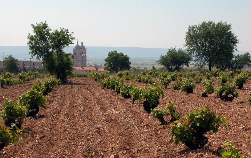 Viñedo D.O. Cigales