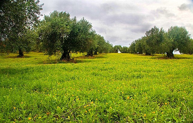 campo-verde