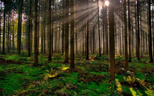 bosque-forestal-arbol