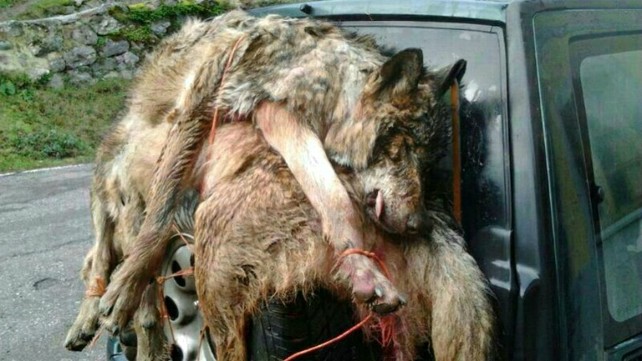 lobo-cazado