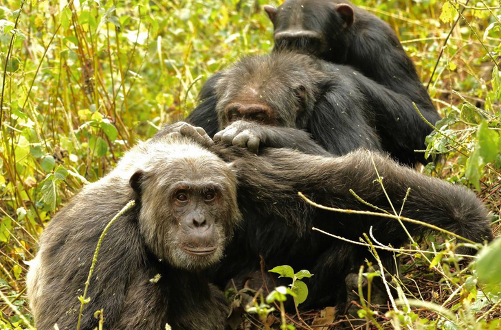 chimpances
