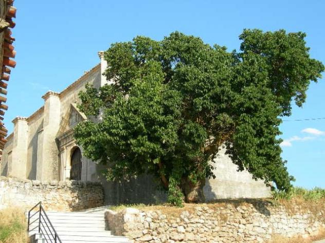 arbol-villoviado-moral