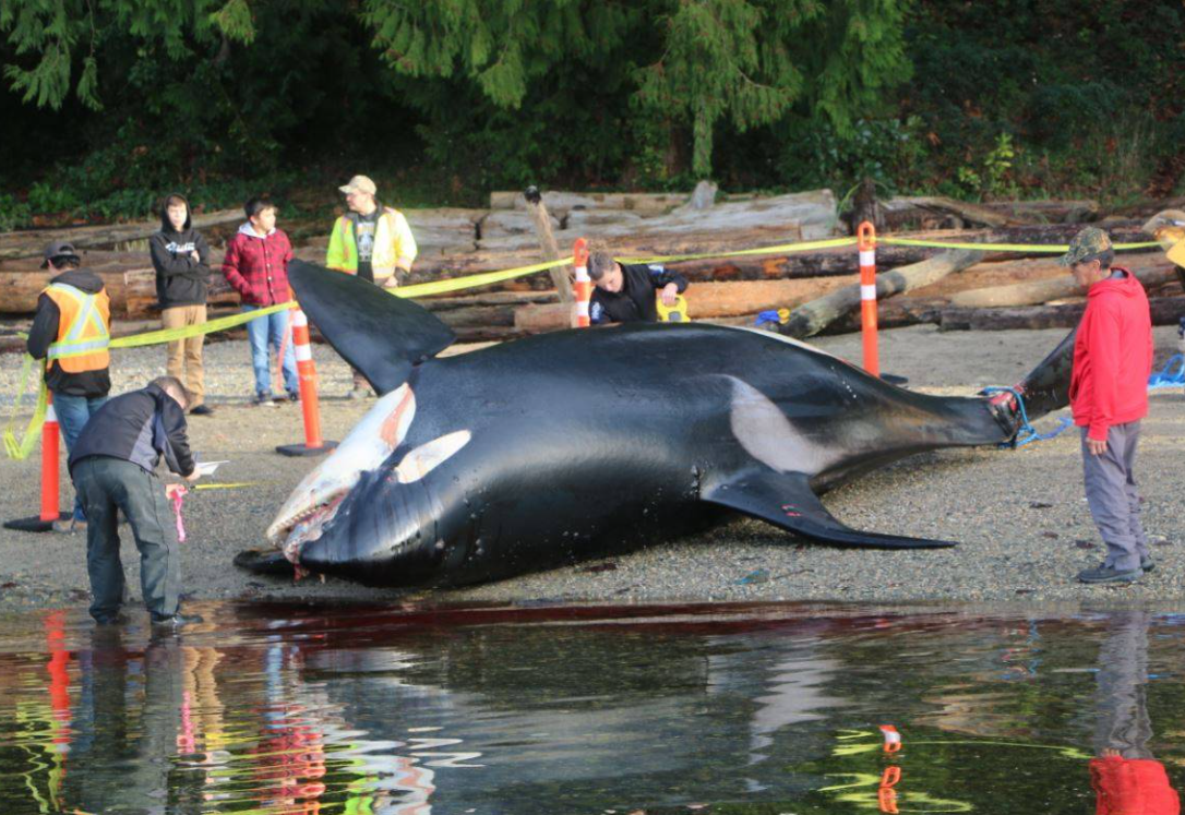 orca