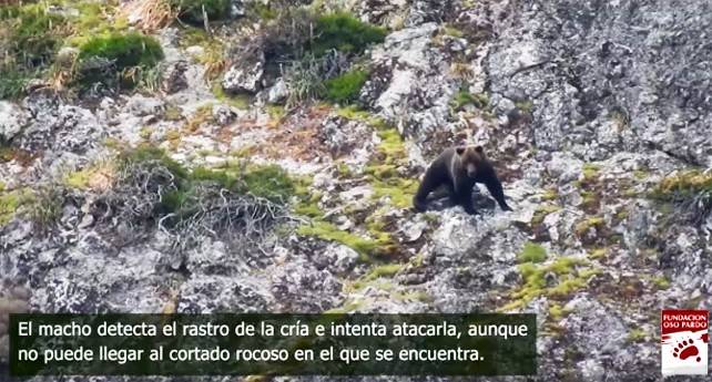 ataque-oso
