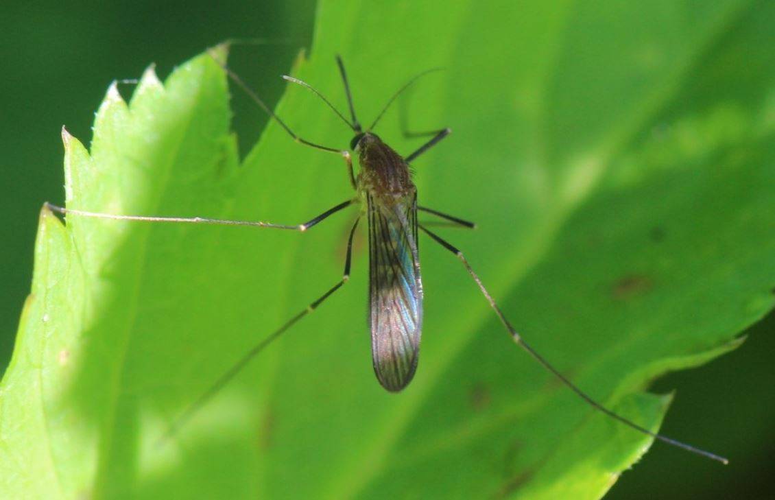 mosquito-nilo-occidental