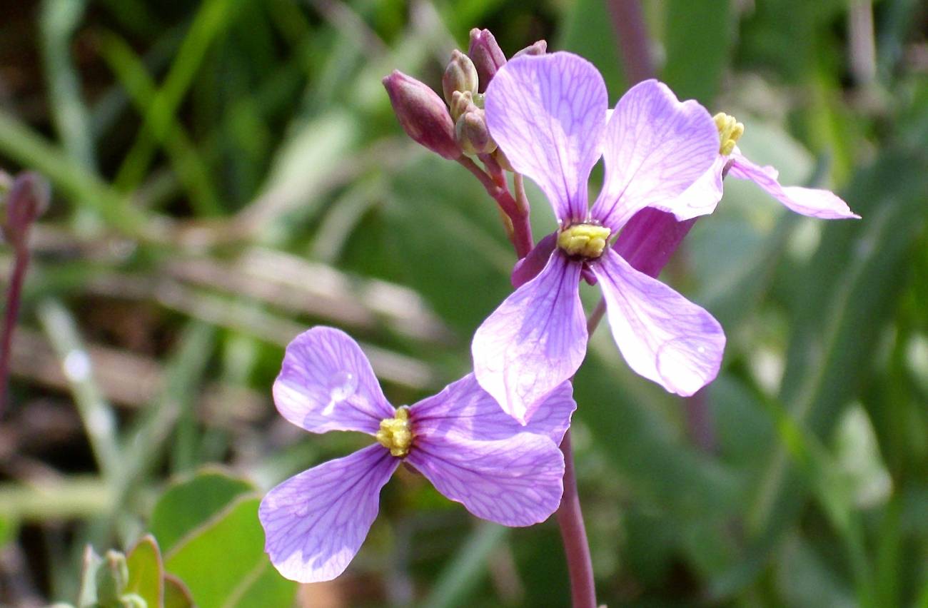flor-moricandia-arvensis