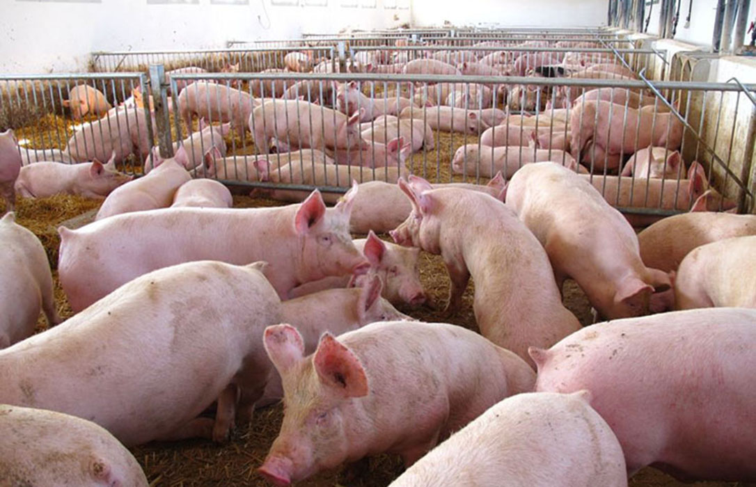 macrogranja porcina cerdos