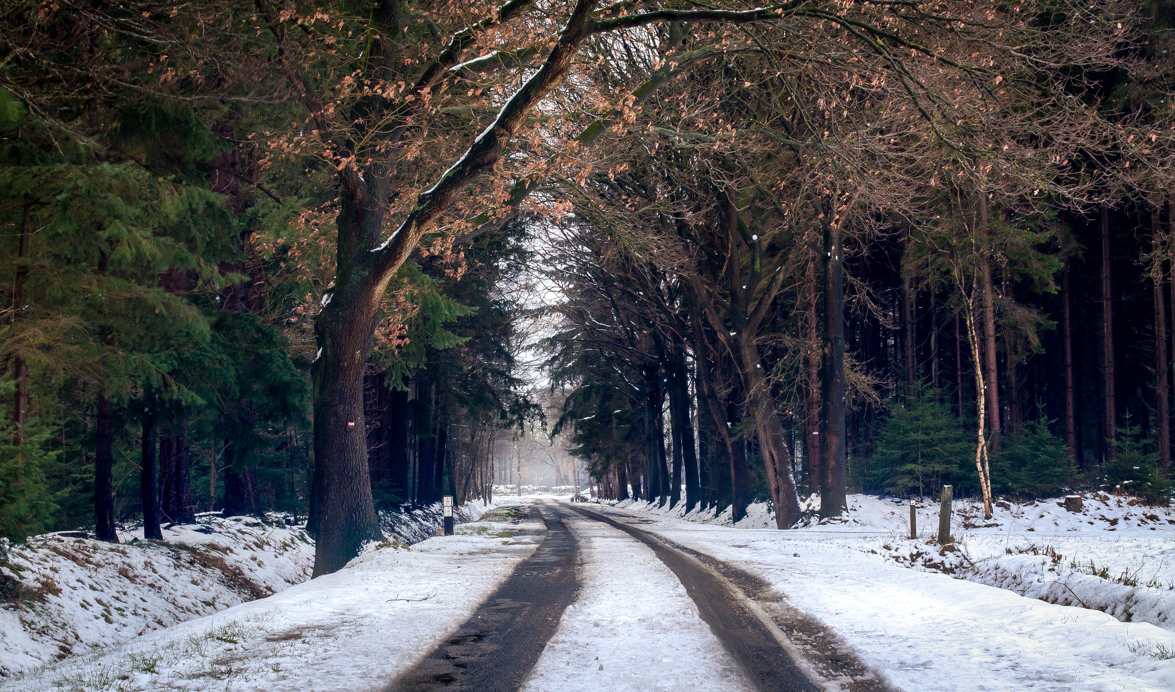 nieve carretera provincia rural naturaleza invierno bosque