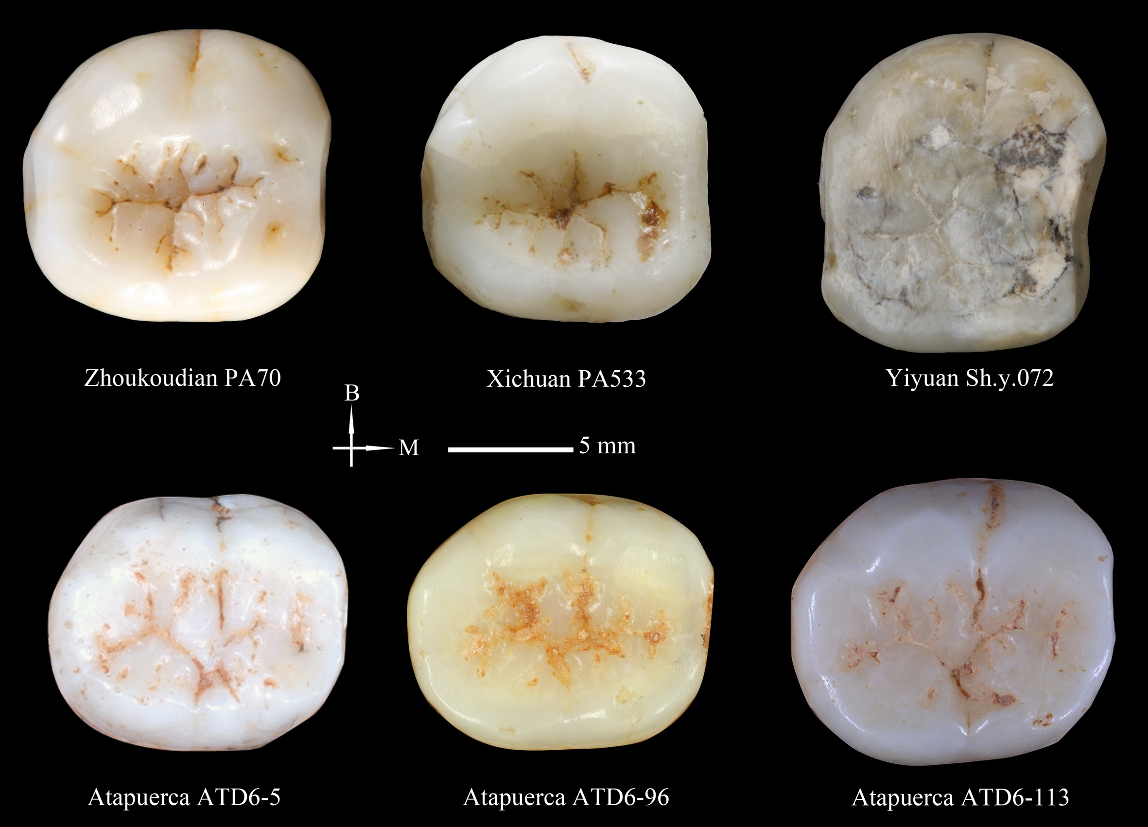 molares dientes homo antecessor evolucion