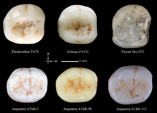 molares dientes homo antecessor evolucion