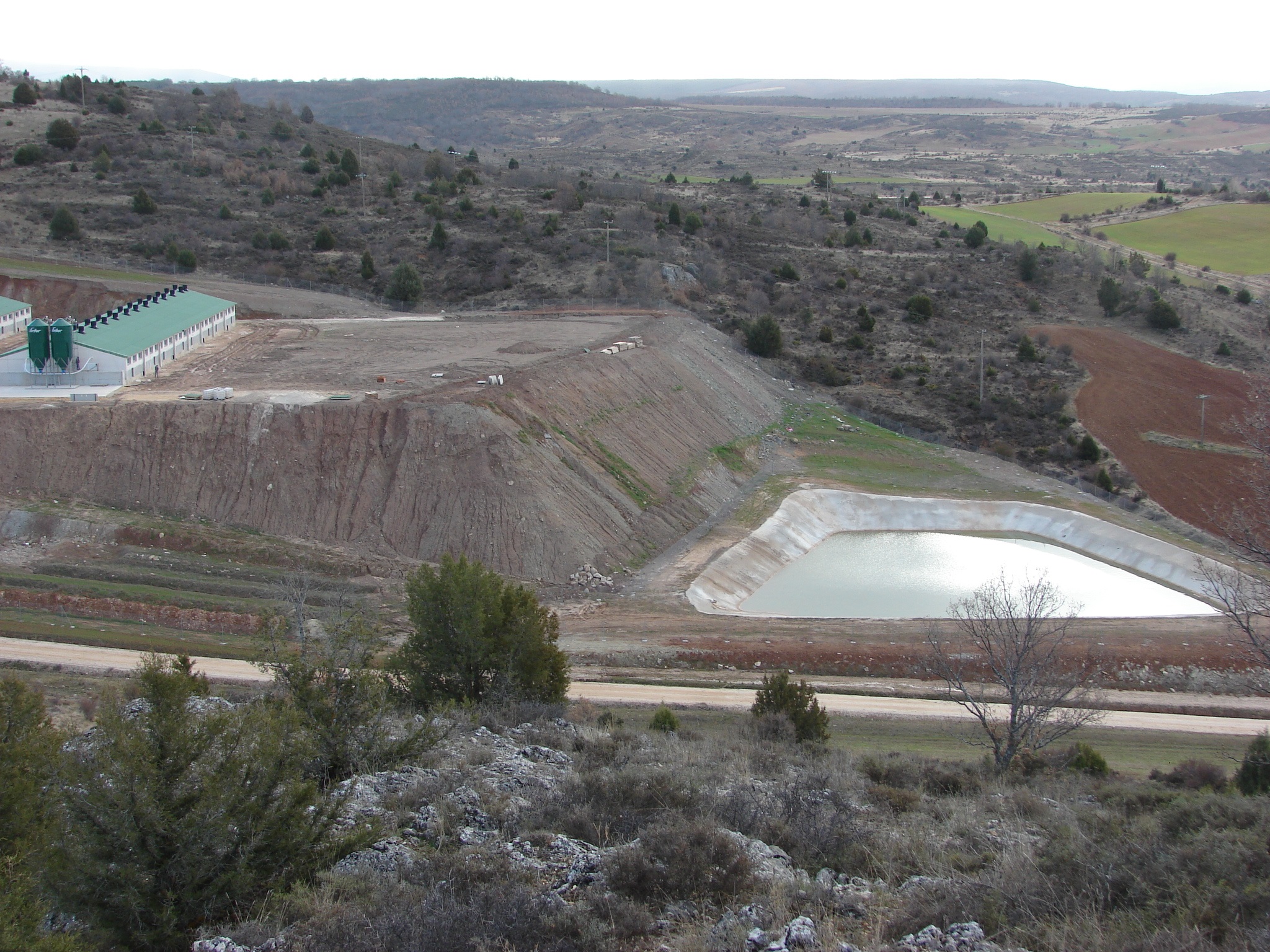 granja-cerdos