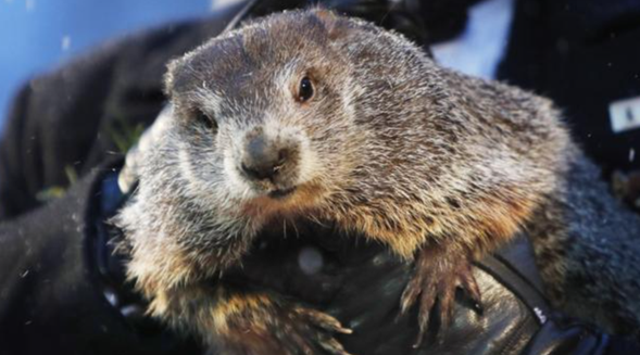 marmota-phil