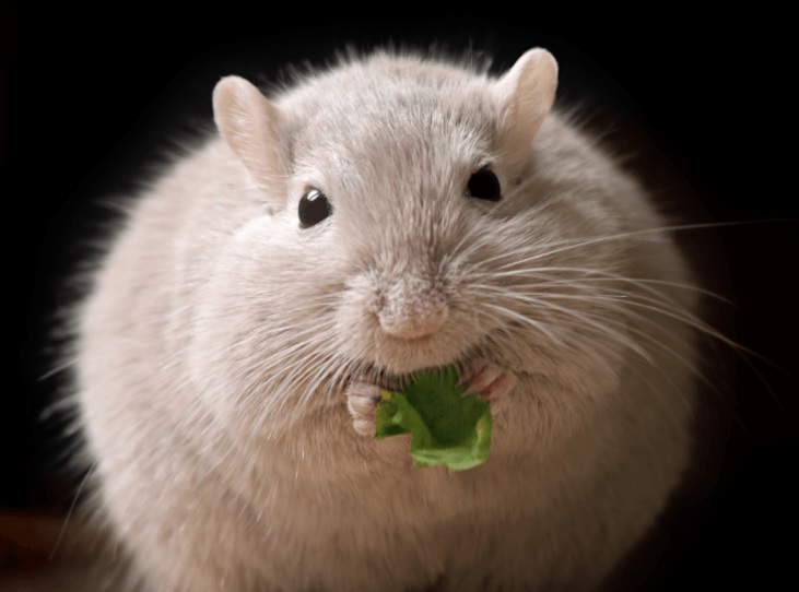 raton-experimento-metabolismo