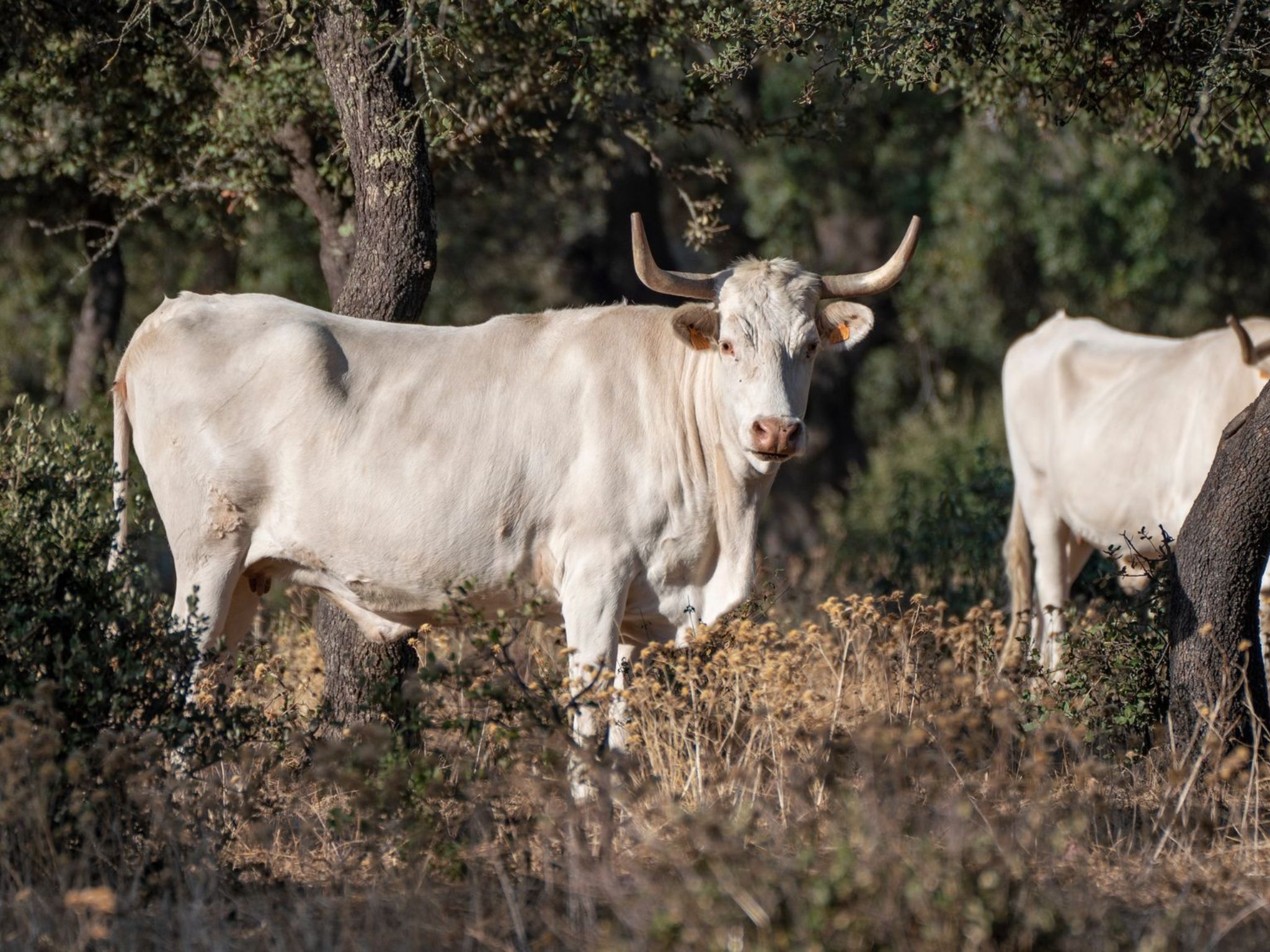 vacas