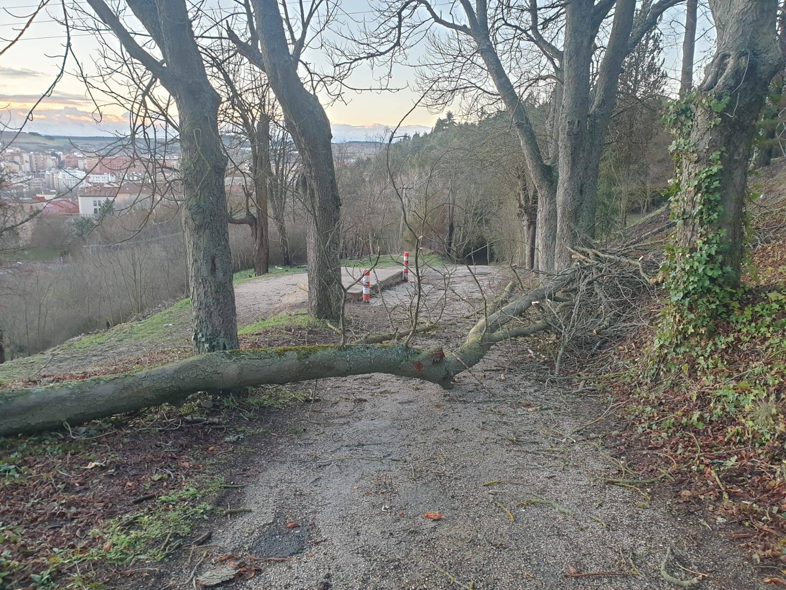 viento arbol caido