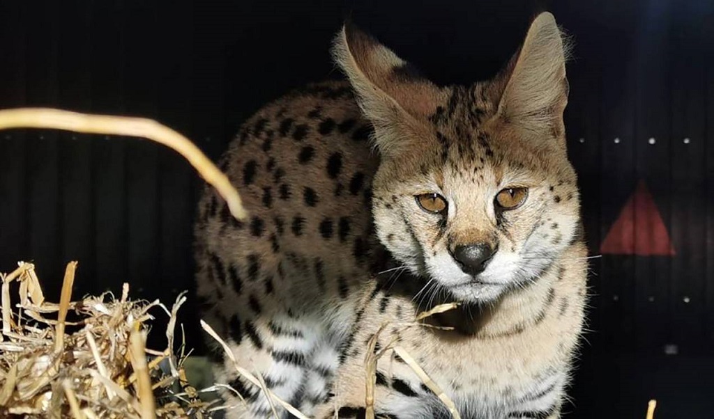 LINCE