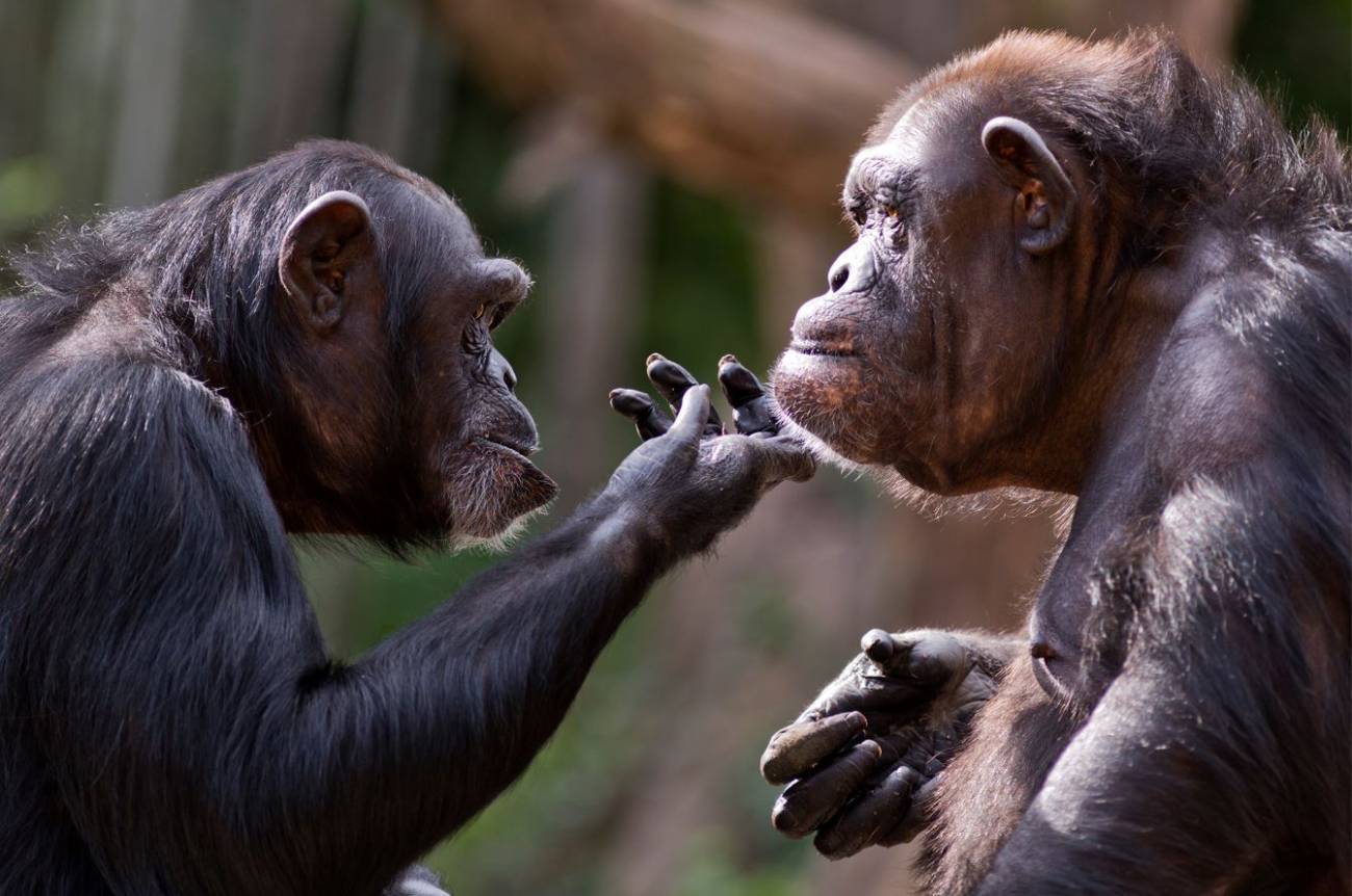 Monos, chimpancés
