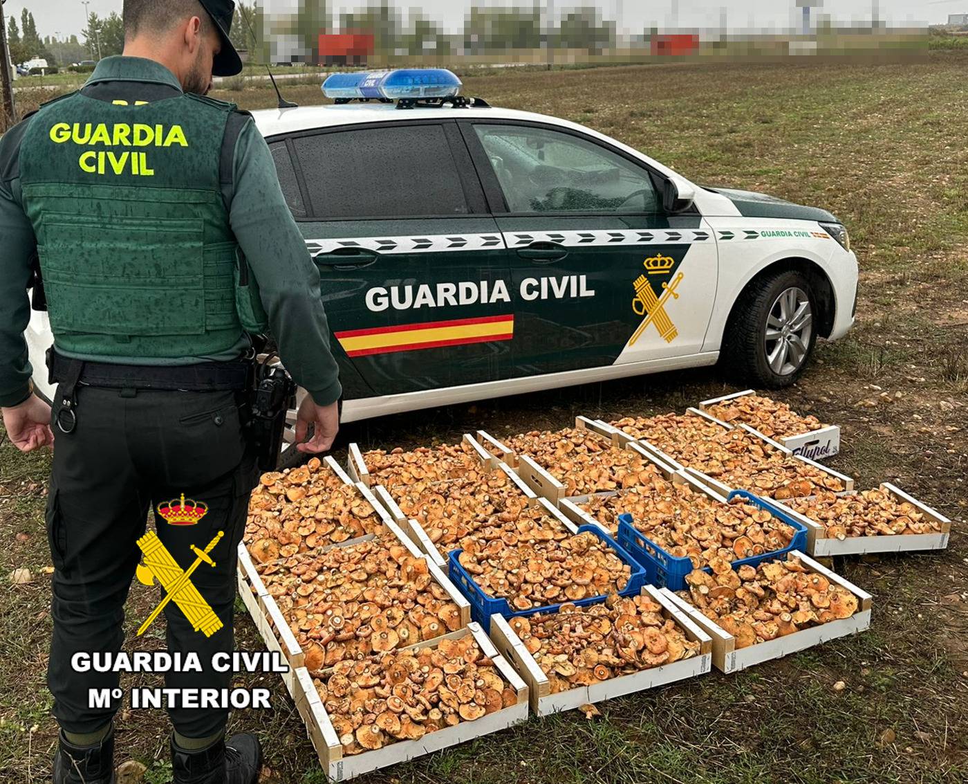 Guardia Civil níscalos 