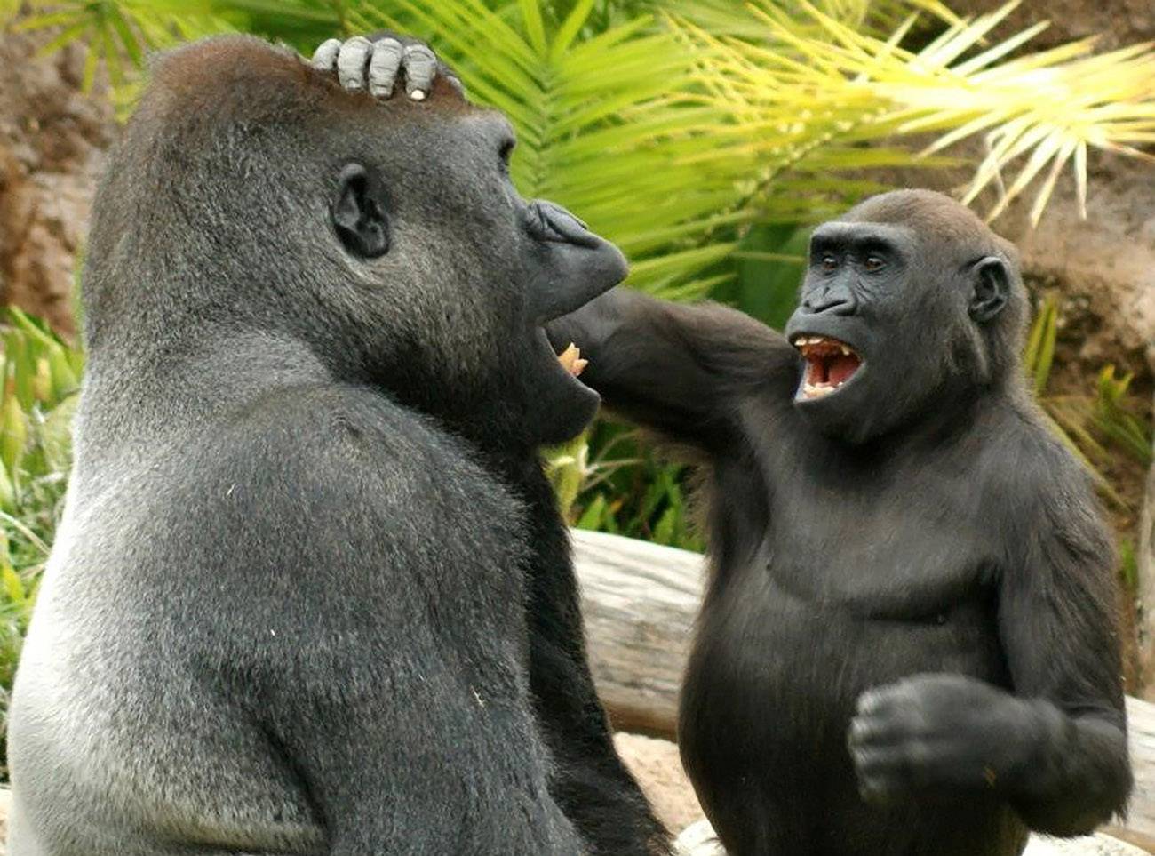 Gorilas, simios