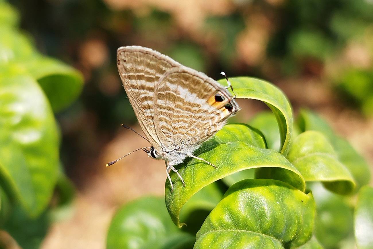 Mariposa