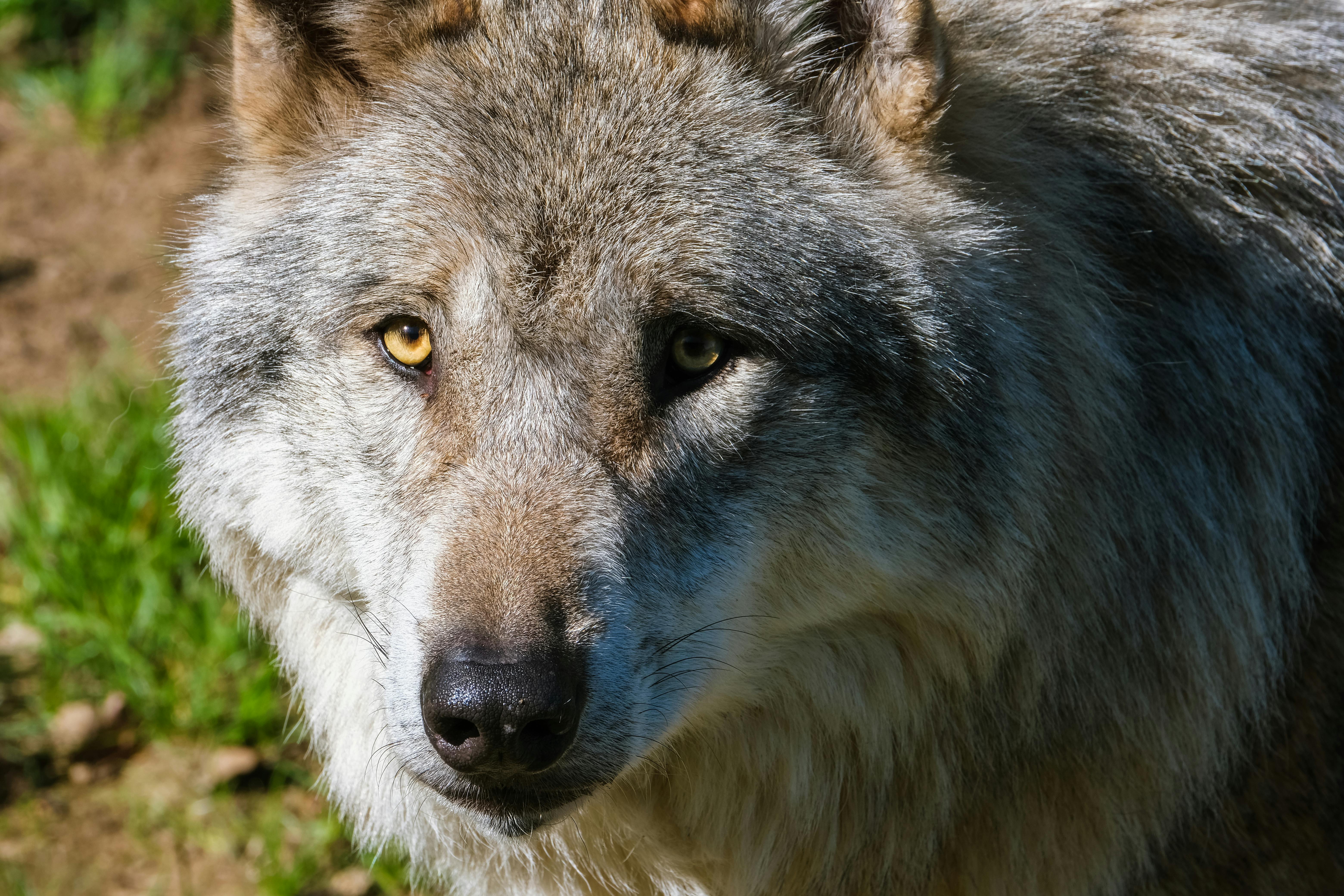 Perro lobo