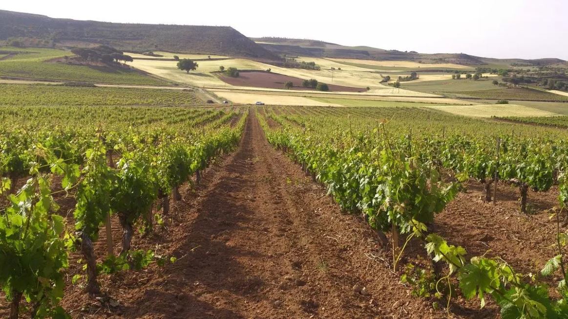 Las bodegas de la Ribera del Duero rechazan las macrogranjas y plantas de purines que las “ponen en riesgo”