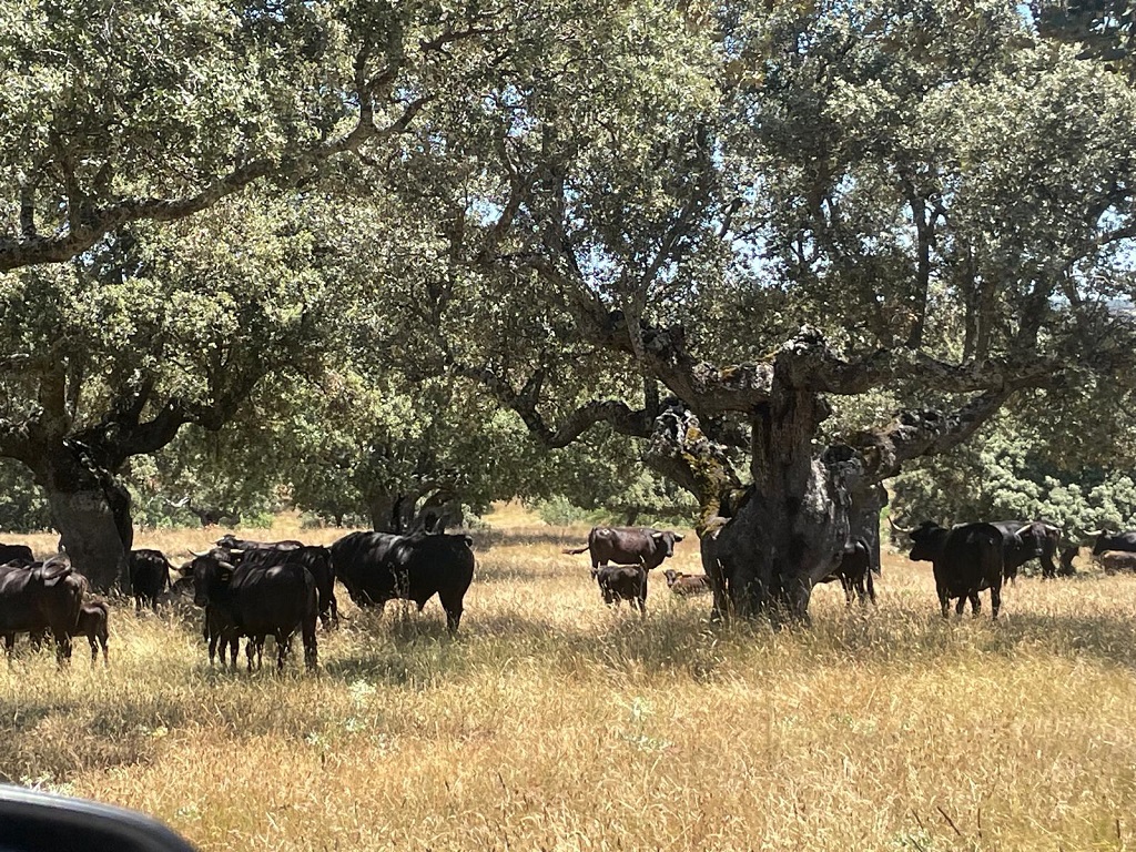 toros-lidia-vacuno