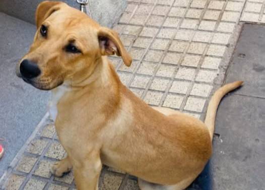 PERRO DESAPARECIDO ISLA