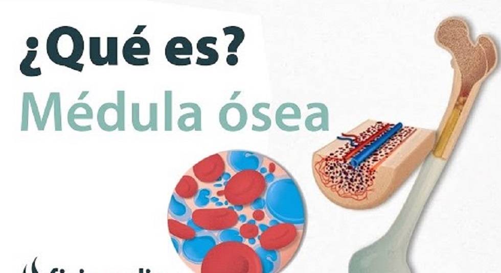 MEDULA-OSEA MEDULA-OSEA