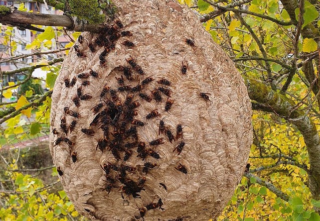 Los Bomberos de Burgos retiran un nido de avispa asiática en la ribera del río Vena