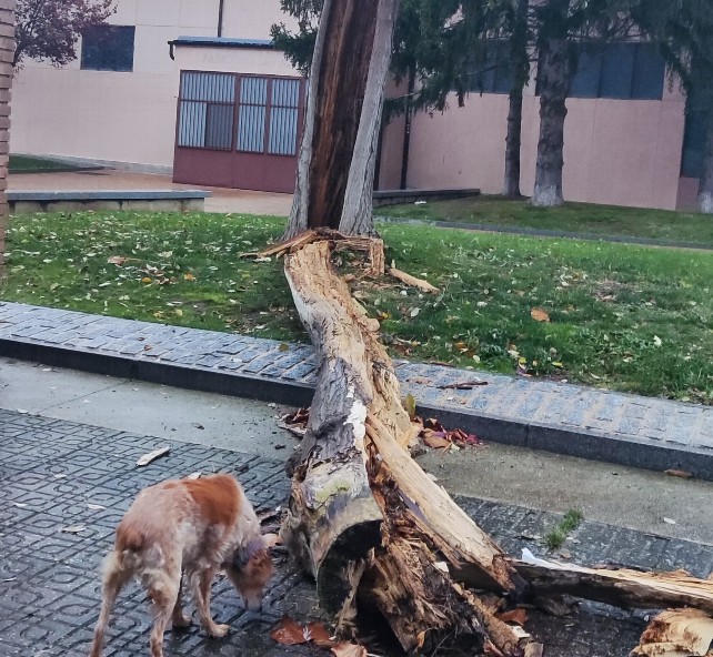 Peligroso árbol caído en Burgos tras varios avisos vecinales