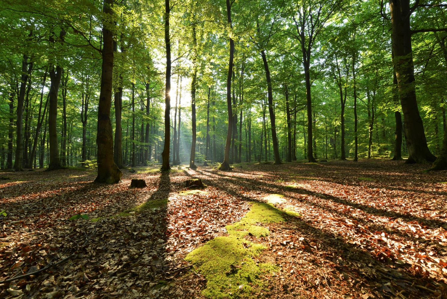 Bosque Villafría Burgos