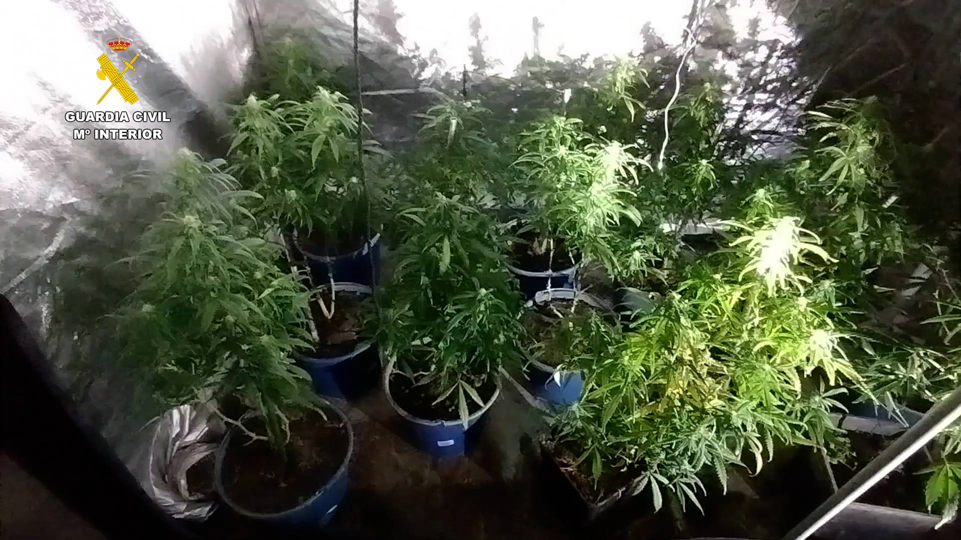 punto marihuana provincia
