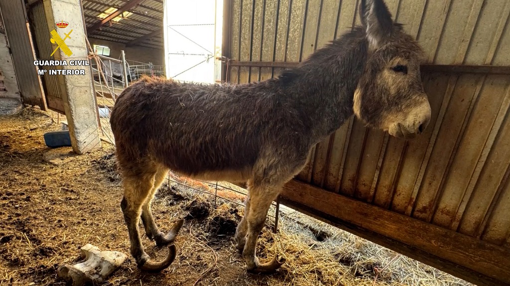 burro