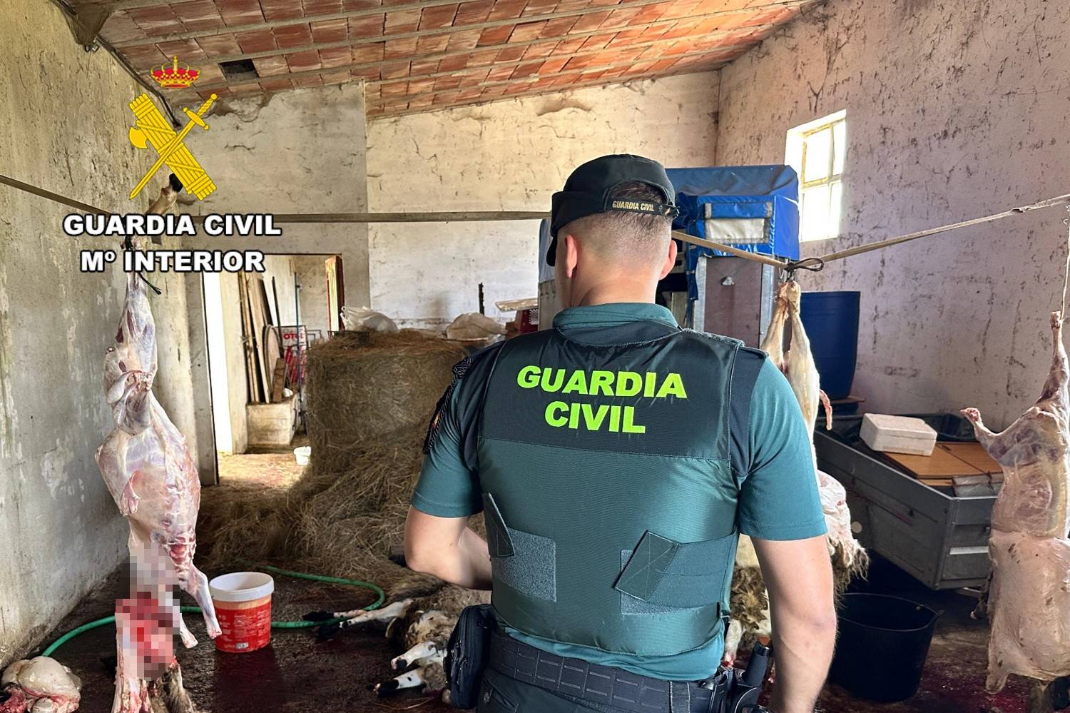 mataderos ilegales