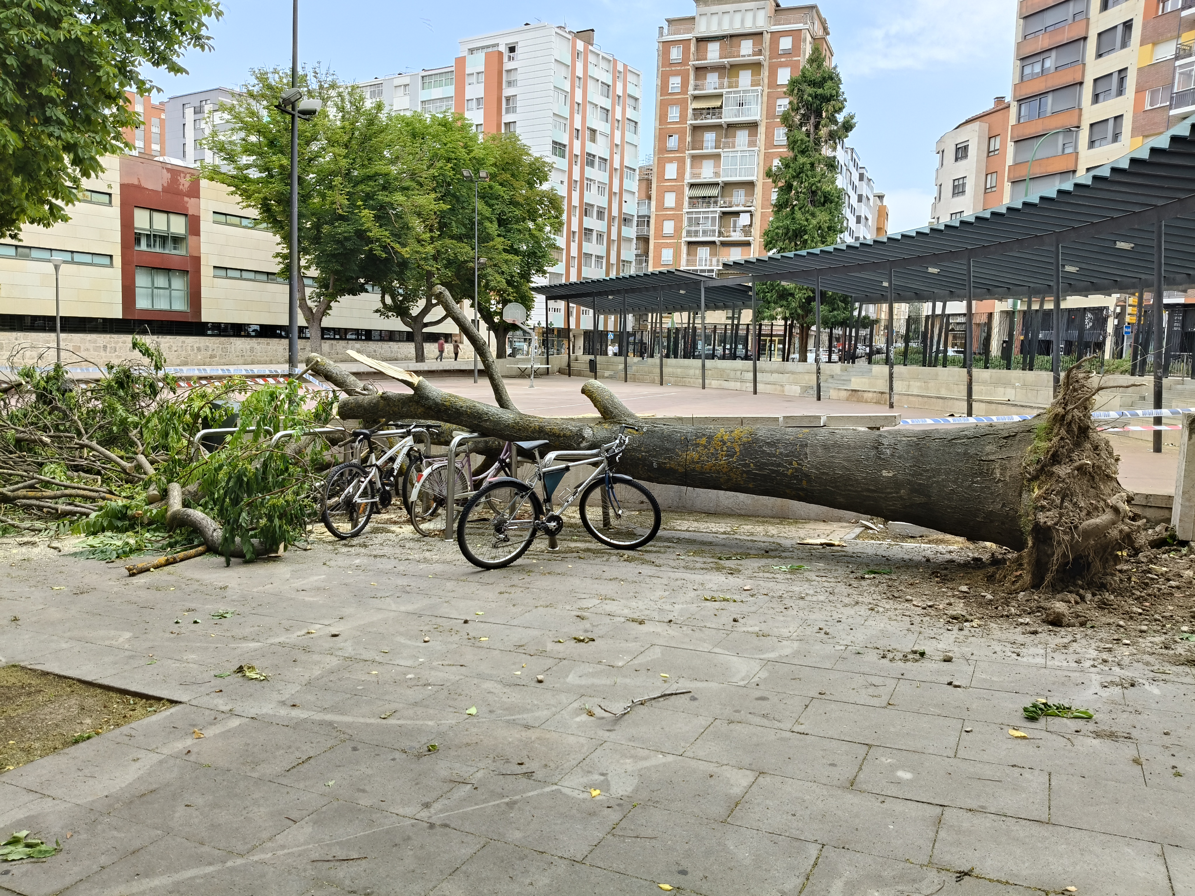 Árbol caído portad mult