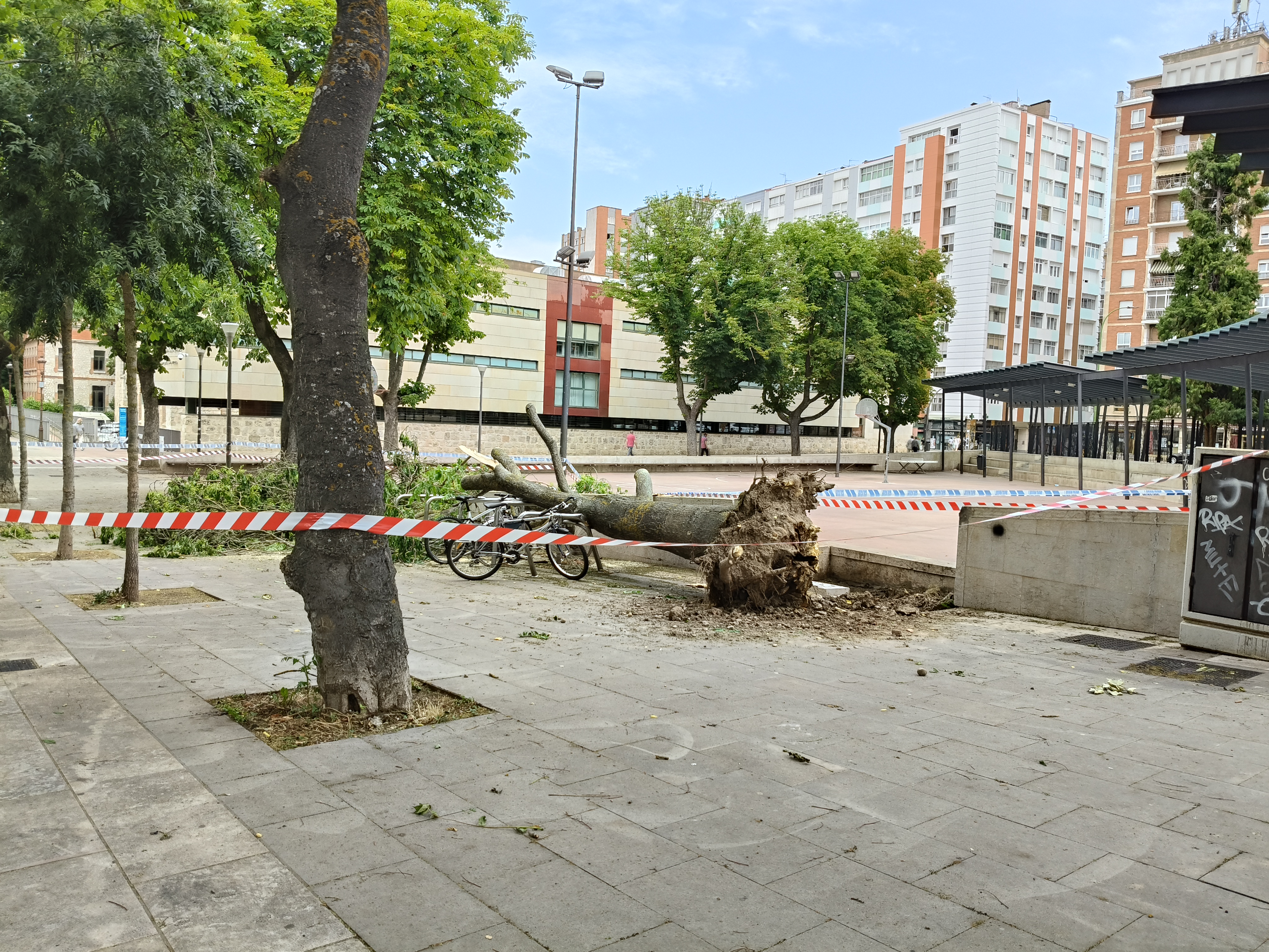 arbol caido san agustin port