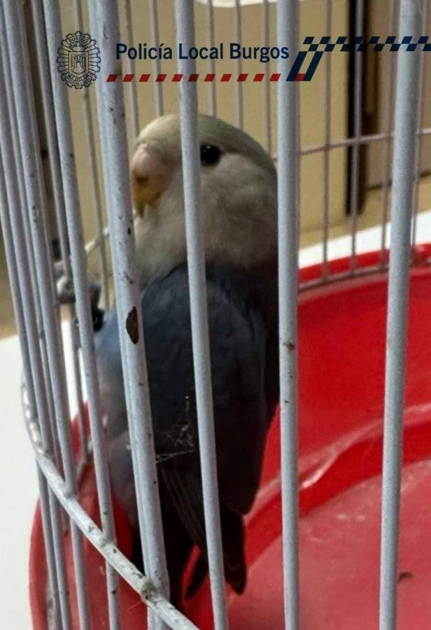pajaro perdido