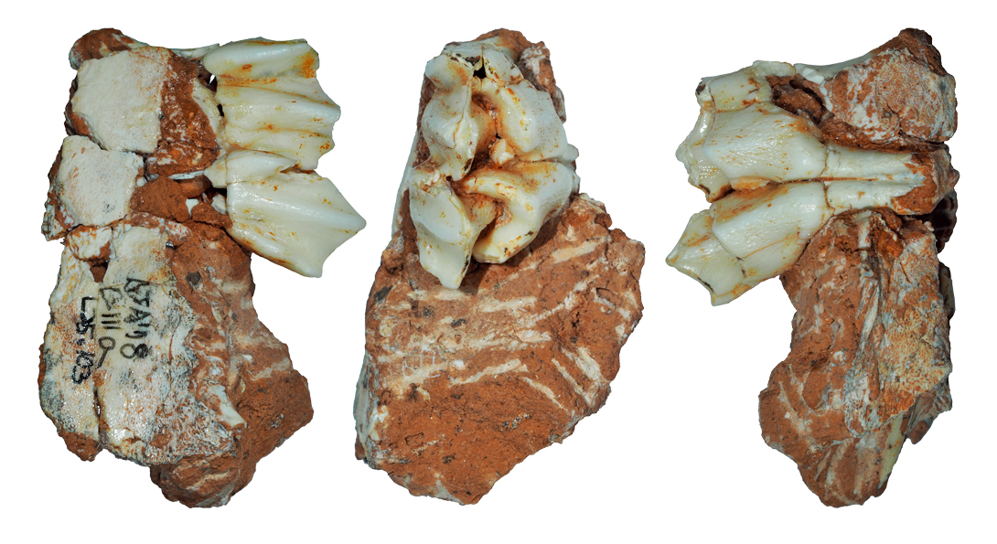 FOSIL ATAPUERCA GLACIAL