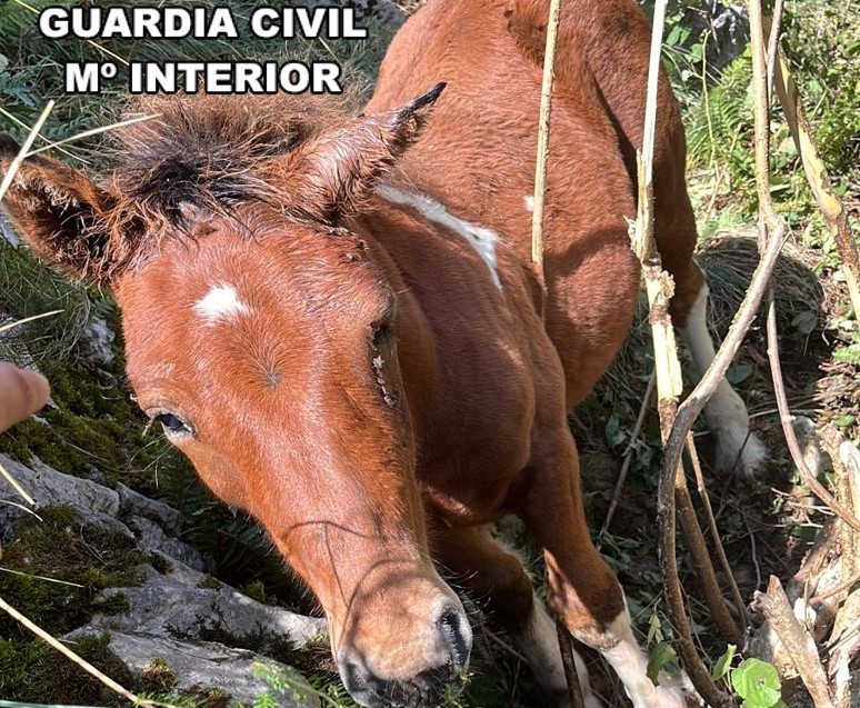 POTRO ATRAPADO